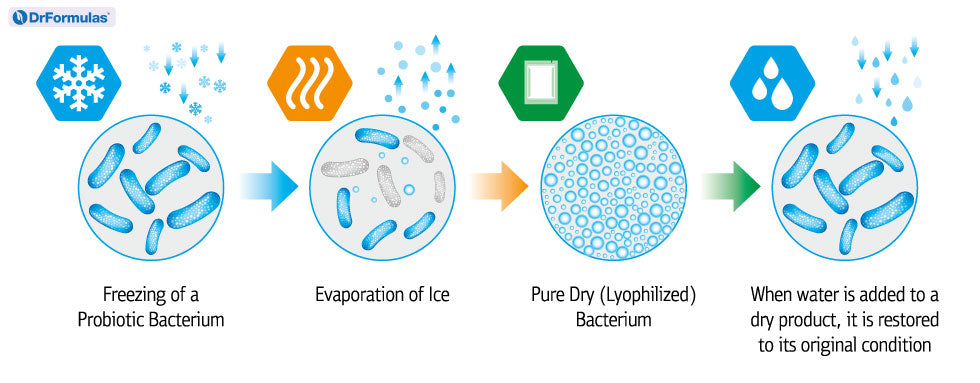 Which Probiotics Need to be Refrigerated?