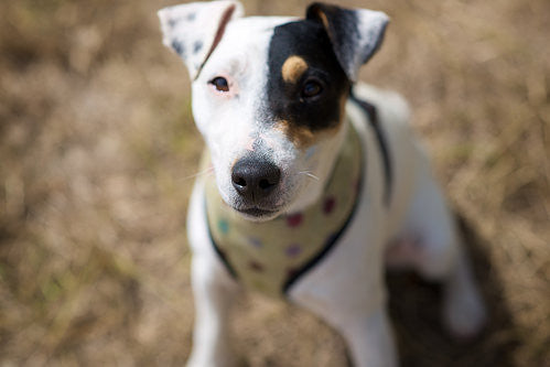 Scooby Dog Harness