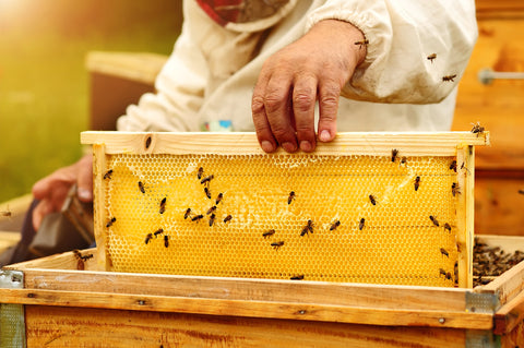 How Honey is made by bees - natural and healthy honey