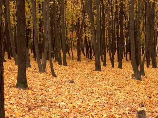 Fallen Autumn Leaves in a Forest Wall Decal