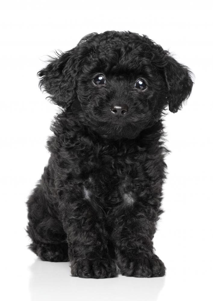 Black Toy Poodle Puppy Wall Decal – WallMonkeys.com