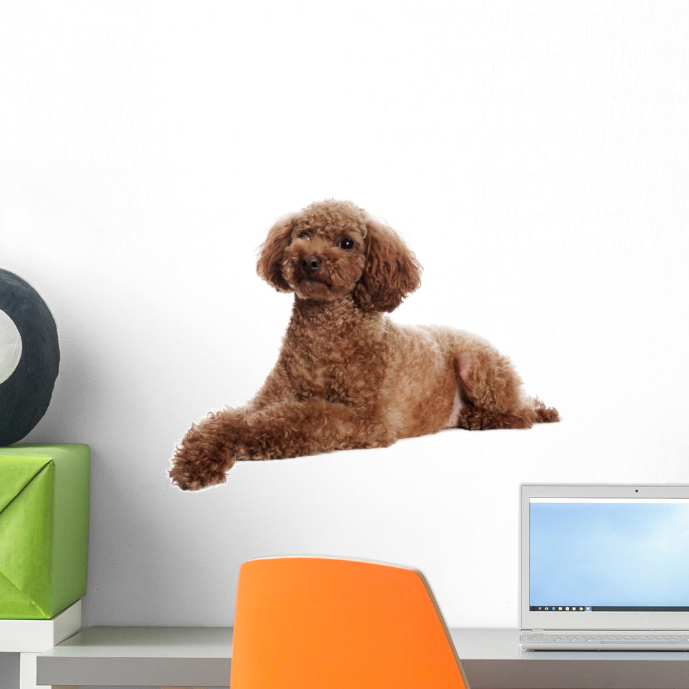 Sitting Poodle Dogs Pets Wall Sticker WS-32623 