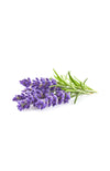 Thompson Alchemists: Bulgarian Lavender Essential Oil