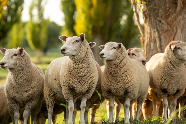 Moorlands Texel sheep
