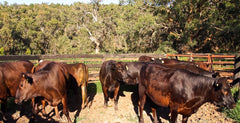 Gundooee - cattle in the yards ready for dispatch