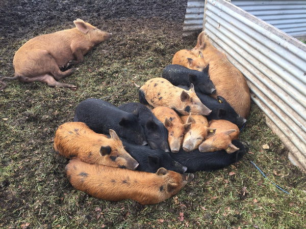 Erambo Tamworth pigs napping