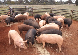 Wallendbeen pigs for us