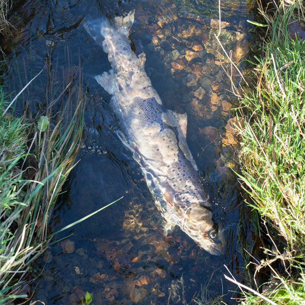 atlantic salmon