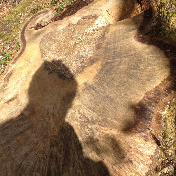 oak tree stump