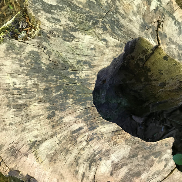 beech tree stump Allen banks northumberland