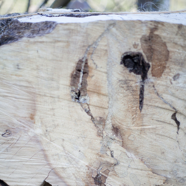 ancient ash tree muker fallen limb