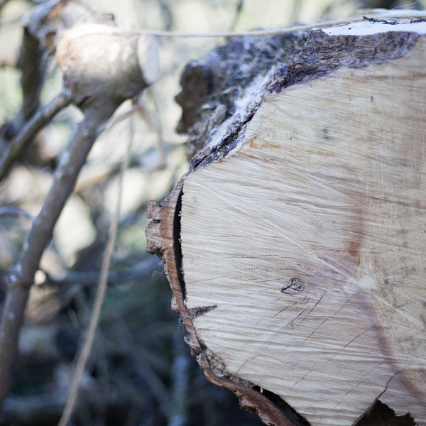 ancient ash tree muker fallen limb