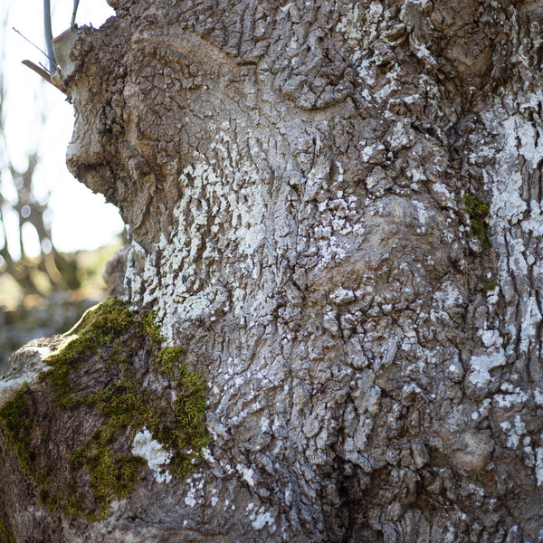ancient ash tree muker