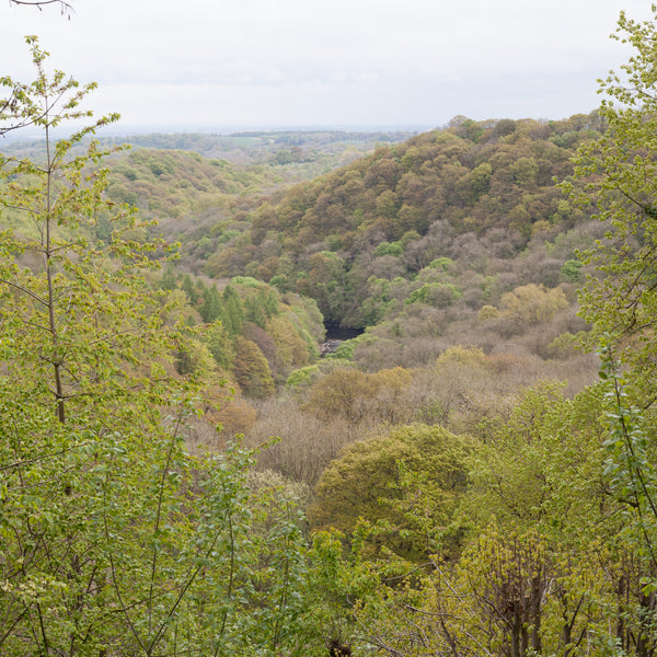 hackfall woods and river Ure
