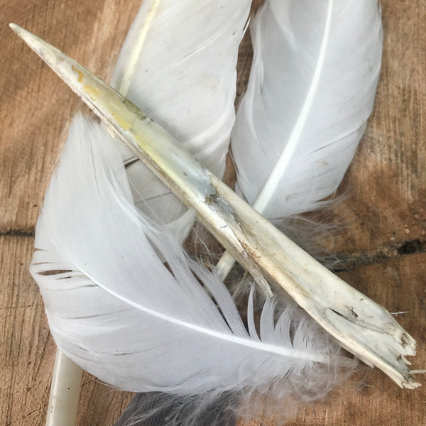 goose feather and herons beak