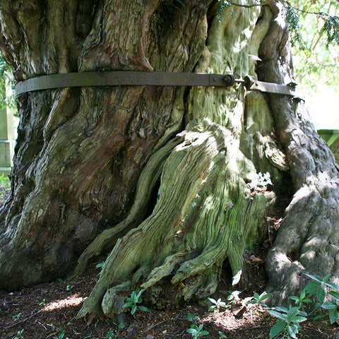 yew tree