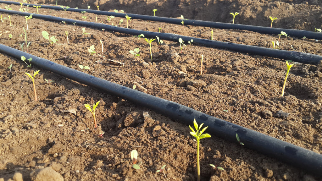 Grow Moringa seedlings on a farm