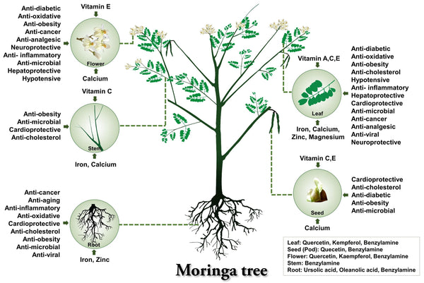 moringa tree parts benefits