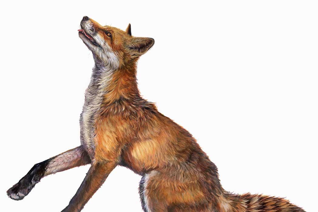 Expectant Fox by Hazel Mountford