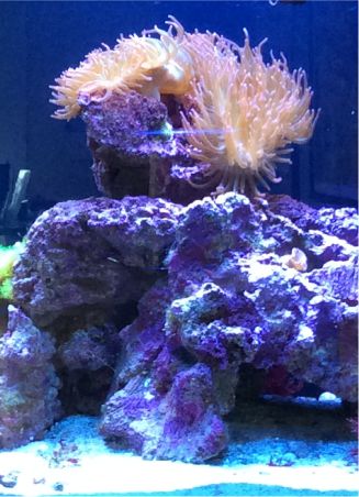 Real Reef Live Rock - Pacific East Aquaculture