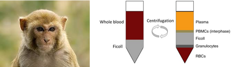 Rhesus Peripheral Blood Mononuclear Cells (PBMCs)