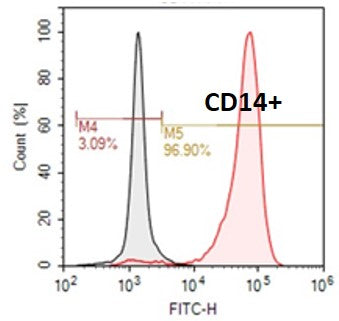 human cord blood CD14+ monocyte