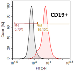 human peripheral blood CD19+ B cells