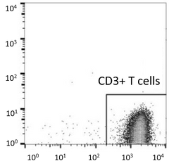 human cord blood CD3+ pan T cells