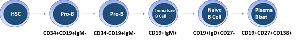 Human Normal Peripheral Blood Untouched CD19+/IgD+ Naive B Cells