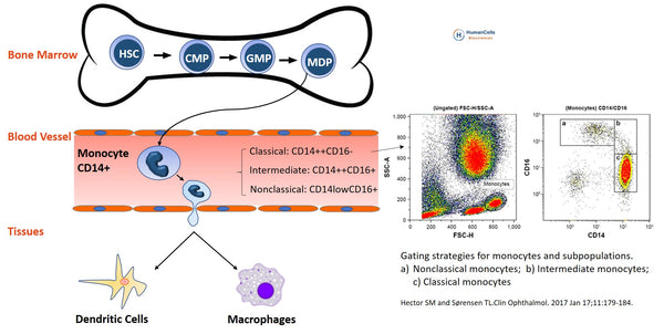 human peripheral blood CD14+ monocytes