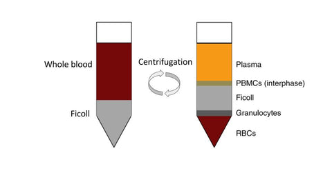 healthy peripheral blood mononuclear cells, PBMC, MNCs