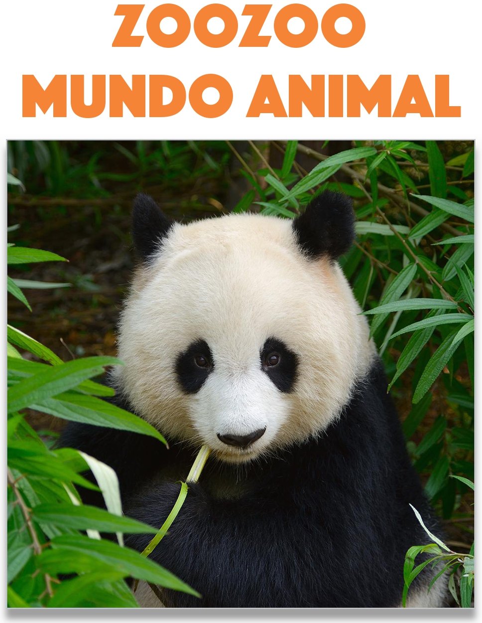 Zoozoo Mundo Animal