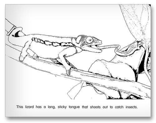 Chameloen Coloring Page Classroom Activity Worksheet