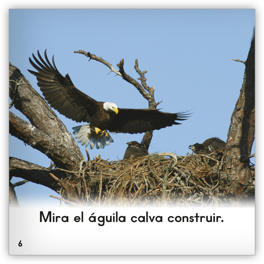 El águila calva - Zoozoo Mundo Animal - Hameray Publishing