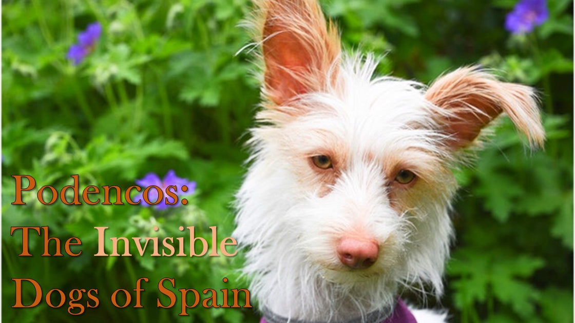 can a podenco canario live in spain