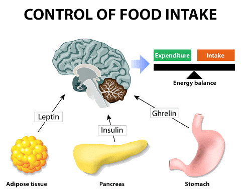 Brain Food - Appetite Hormones