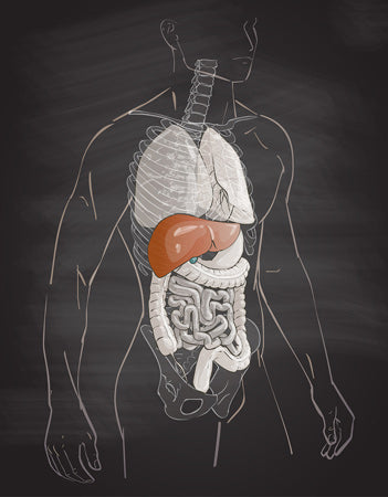 The Human Liver - Illustrated Organ Position