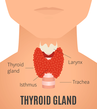 Illustration of Human Thyroid Gland