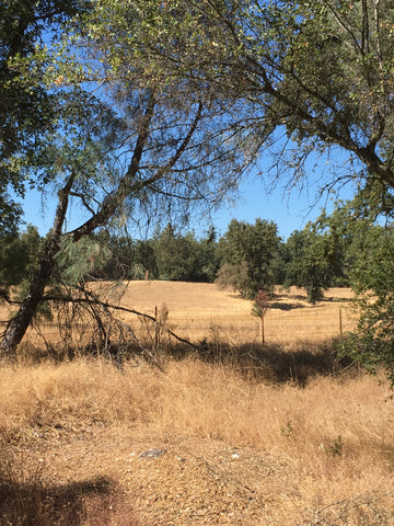 el-dorado-trail-hiking-california-5-meadow