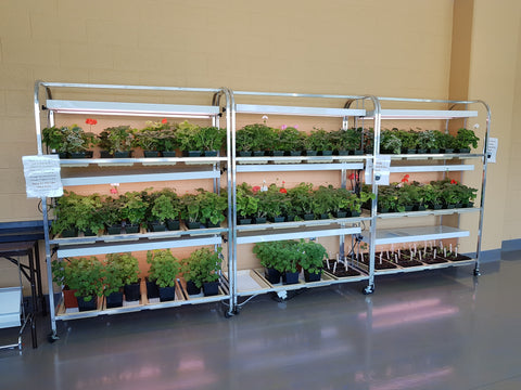 Scented geraniums at Alberta Children's Hospital