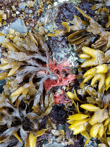 Multicoloured seaweed