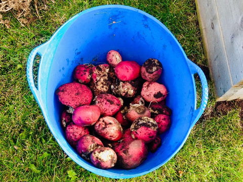 Potatoes harvested by kids at Alberta Children's Hospital