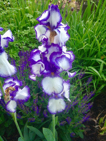 Bearded iris in Alberta Children's Hospital garden