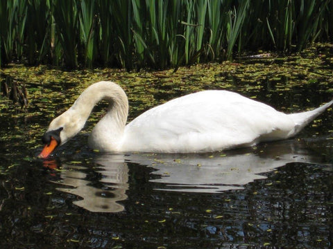 swan in Stanley Park, Vancouver