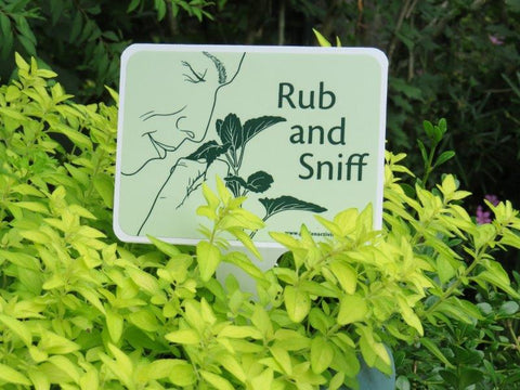 'Rub and Sniff' sign amongst golden oregano