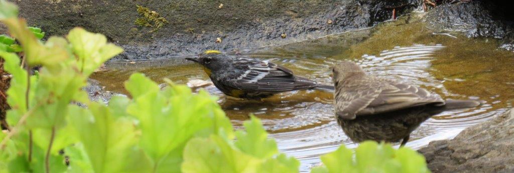 Birds bathing in natural birdbath