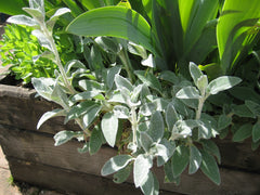 lambs ear plant