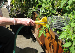 Watering tomato plants