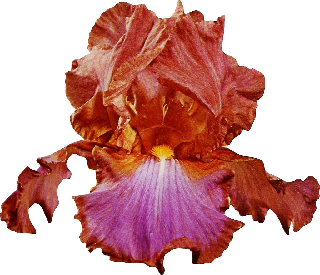 Iris Drala