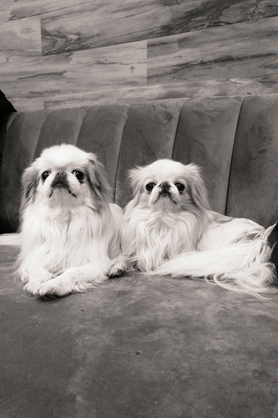 Pekingese dogs